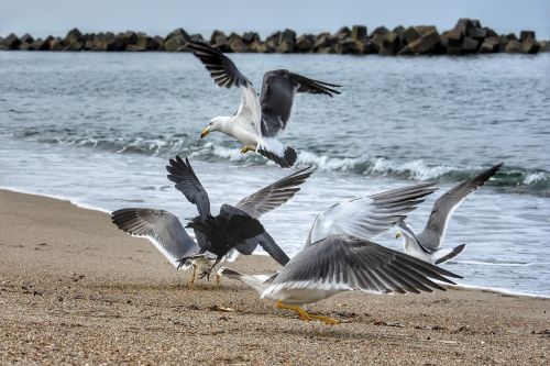 animal sea beach