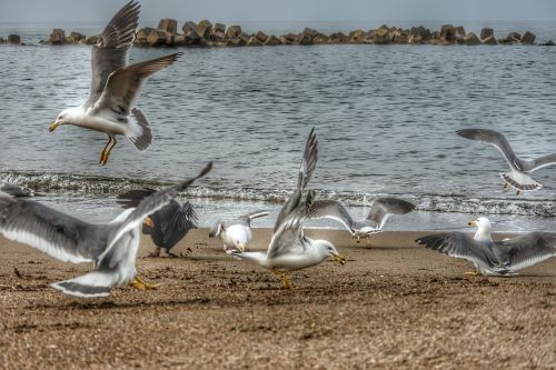 animal sea beach