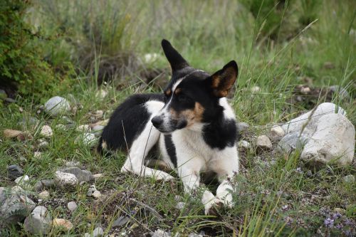 animal dog tibetan