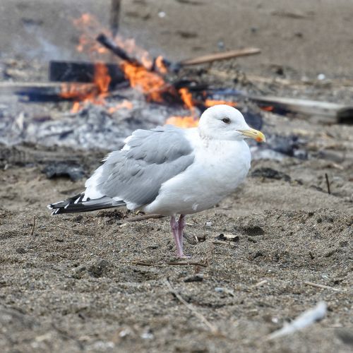animal beach sea gull