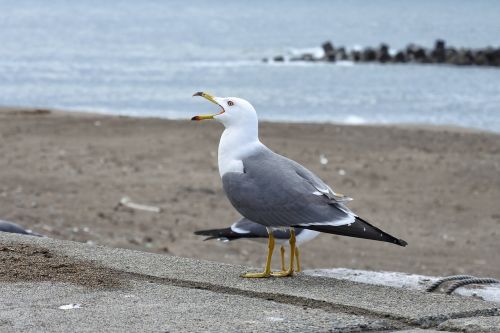 animal sea beach