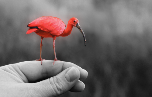animal bird pink