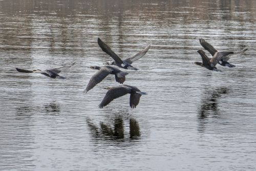 animal river cormorant