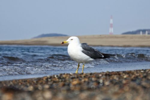 animal sea beach