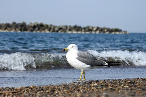 animal sea beach