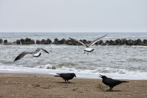 animal sea beach