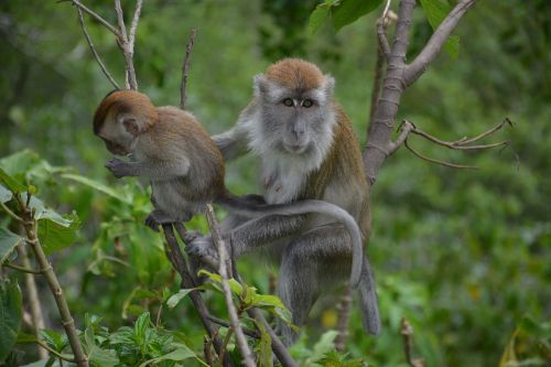 animal macaque monkey