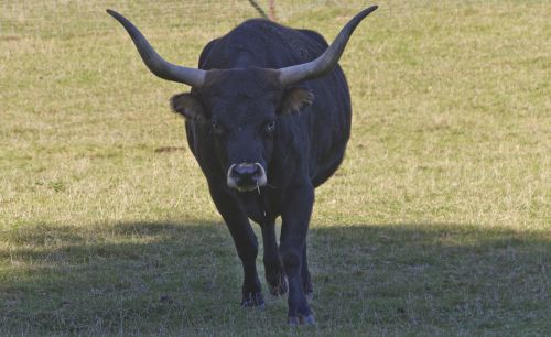 animal bull ruminant