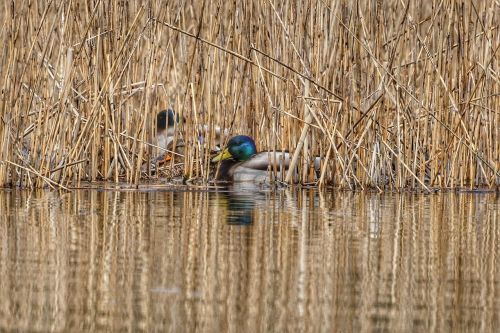 animal duck mallard