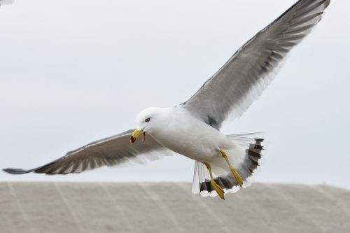 animal sky sea gull