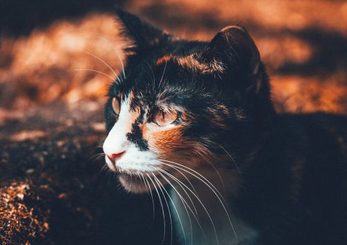 animal blur cat