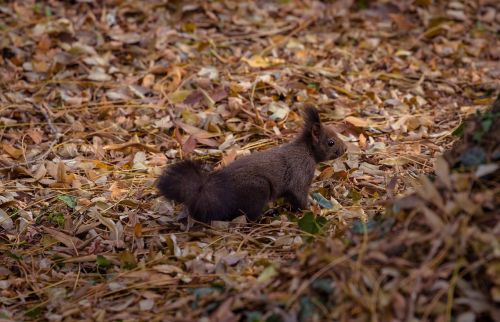 animal leaves nature