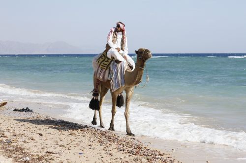 animal arabian camel camel