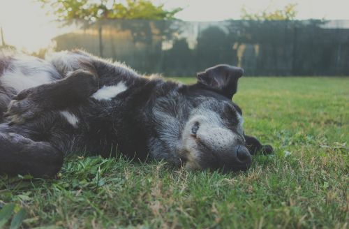 animal canine cute