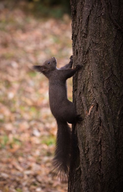 animal nature portrait