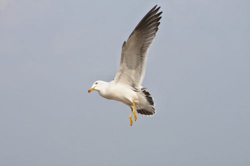 animal sea gull seagull