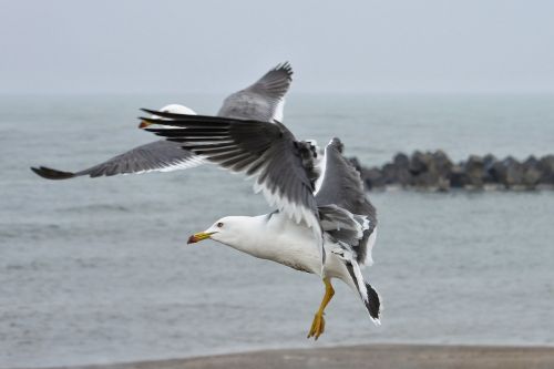 animal sea beach