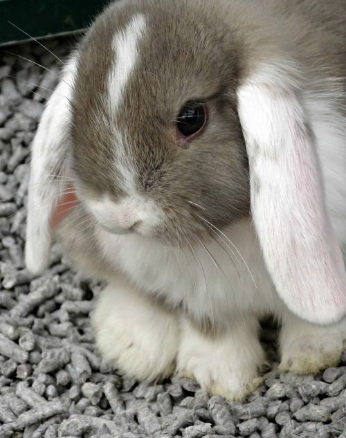 animal rabbit cute