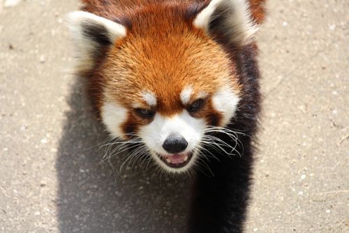 animal red panda zoo