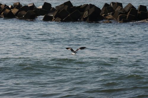 animal sea sea gull