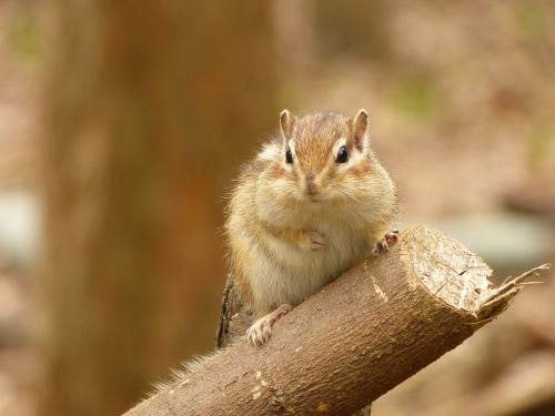 animal squirrel diet