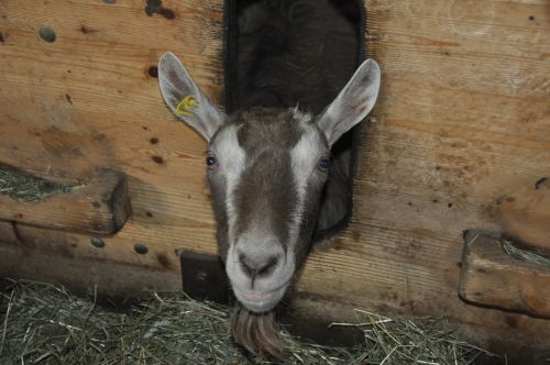 animal goat stall