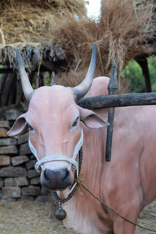 animal bull ox