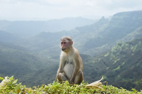 animal monkey wildlife