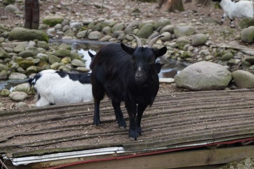 animal capra sheep