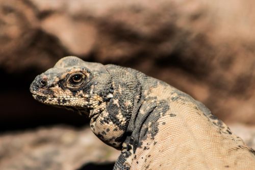 animal reptile iguana