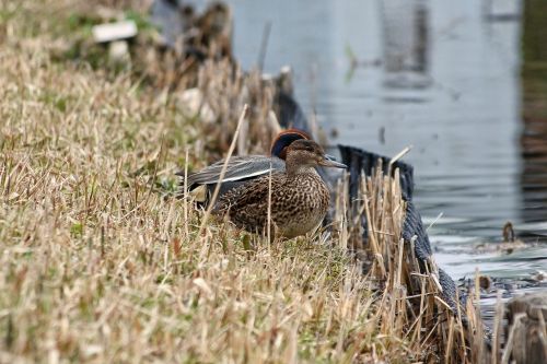 animal duck teal