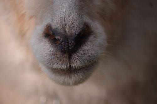 animal sheep nose