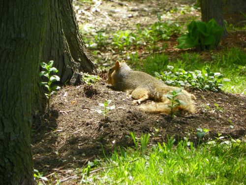 animal squirrel lounging