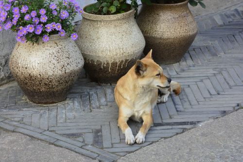 animal dog harmony