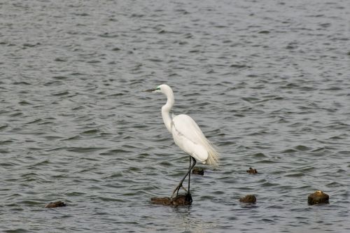 animal river heron