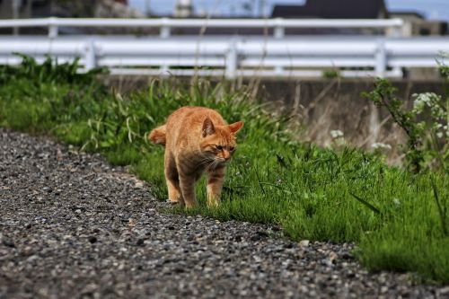 animal cat walk