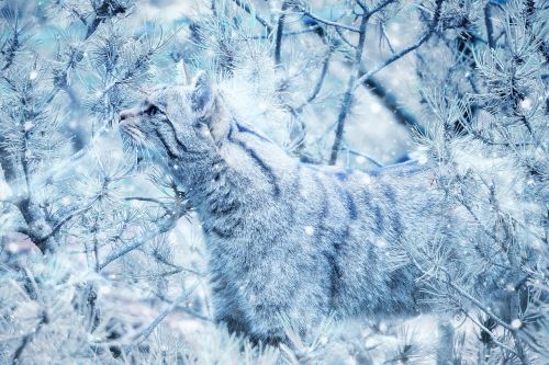 animal wildcat snow