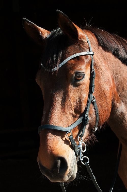 animal horse portrait