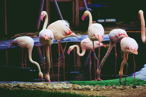 animal flamingo pink