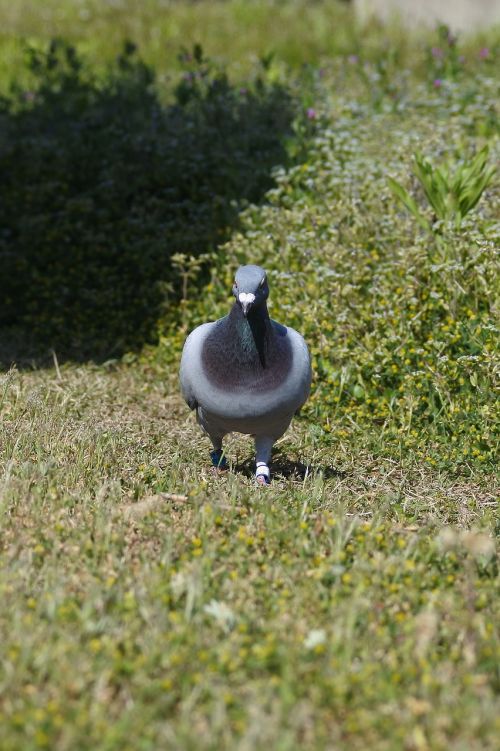 animal bird dove