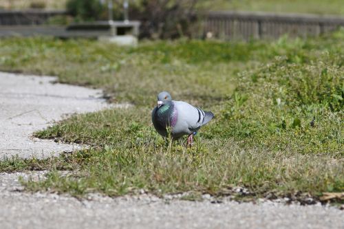 animal bird dove