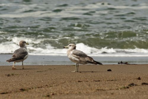 animal sea beach