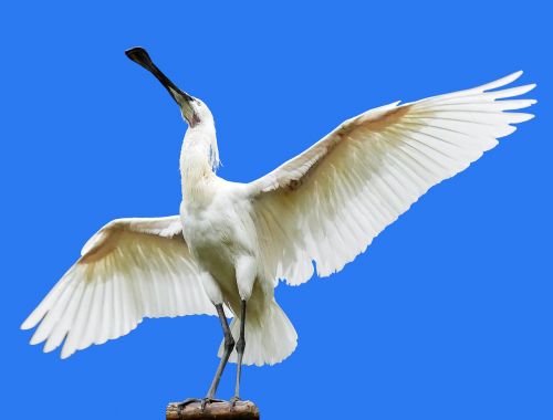 animal bird heron