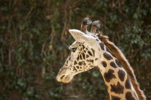 animal mammal giraffe