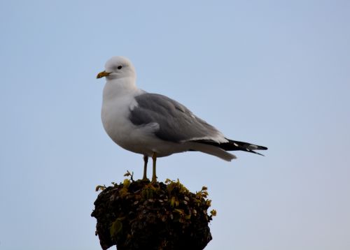 animal seagull bird