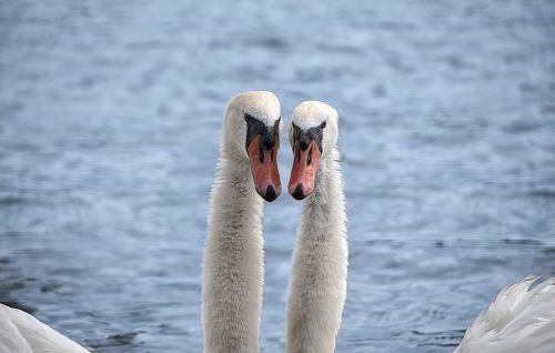 animal bird swan