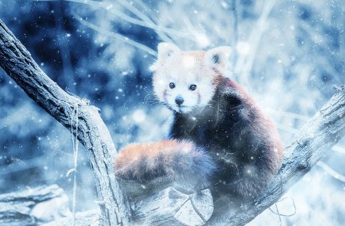 animal red panda snow
