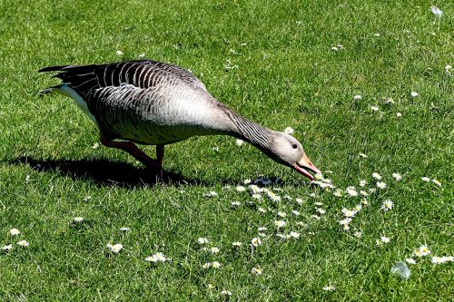 animal goose greylag goose