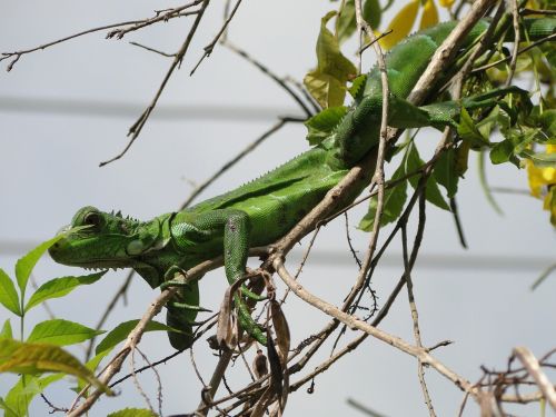animal iguana reptile