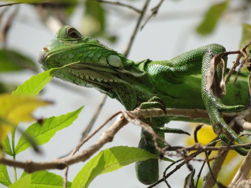 animal reptile iguana